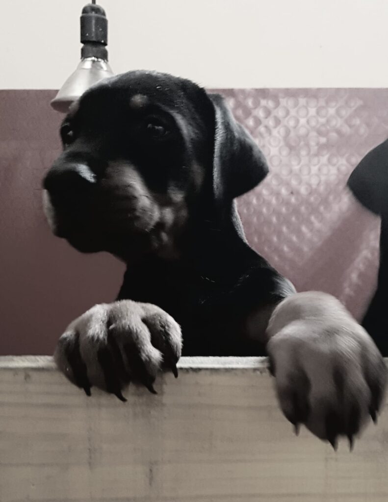 cuccioli disponibili allevamento dobermann