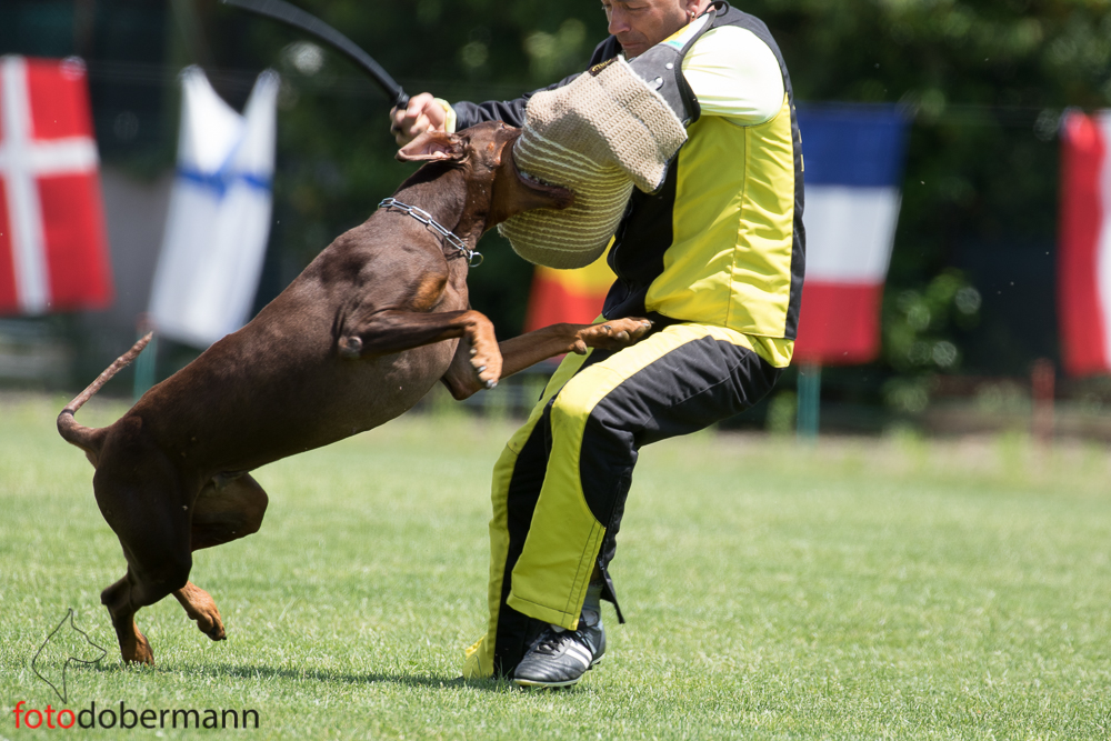 Allevamento Dobermann Altengarde-F. Pongelli con il chiaro indirizzo per lo sport e l'utilità.