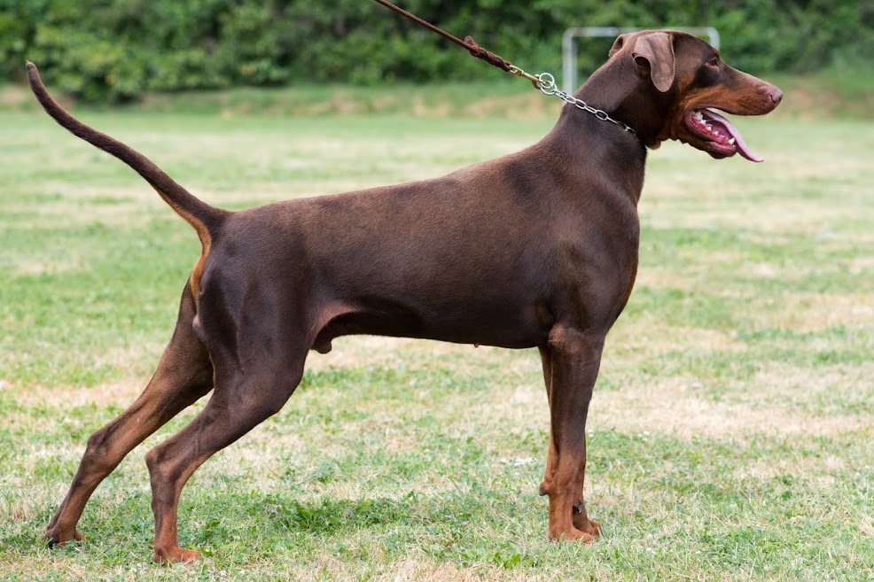 Allevamento Dobermann Altengarde-F. Pongelli con il chiaro indirizzo per lo sport e l'utilità.